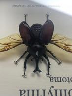 Scarabée Carapace - Allomyrina Dichotoma - 22 cm - 22 cm -