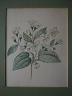 Michiel van Huysum (1700–1760), Atelier de - Botanical