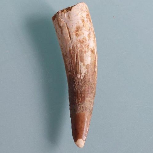 Dinosaurus - Fossiele tand - Spinosaurus aegyptiacus - 80 mm, Verzamelen, Mineralen en Fossielen
