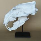 Ijsbeer replica schedel Taxidermie replica montage - Ursus