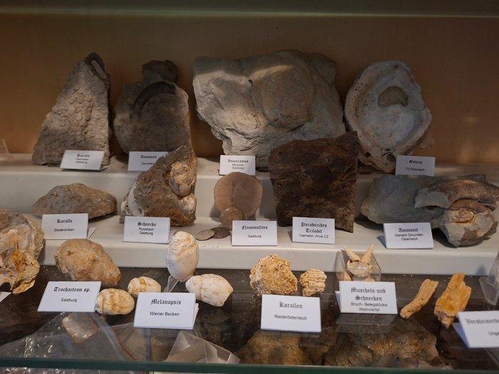 Oude fossielenverzameling, meer dan 30 stuks - Fossiele, Collections, Minéraux & Fossiles