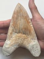 Grote Megalodon tand 14,4 cm - Fossiele tand - Carcharocles, Verzamelen