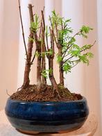 forêt de métaséquoias dans un bol à bonsaï - Hauteur (arbre)