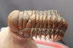 Trilobite - Squelette fossile - Crotalocephalus gibbus - 11, Collections