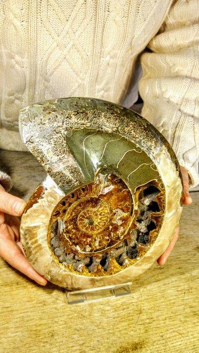 Ammoniet - Gefossiliseerd dier - Aioloceras (Cleoniceras), Verzamelen, Mineralen en Fossielen