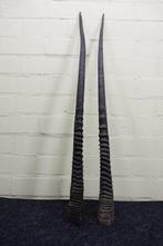 Gemsbok Hoorns - Oryx gazella - 3 cm - 3 cm - 93 cm-