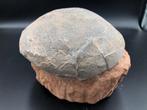 Dinosaurus - Fossiele matrix - BIG egg fossil - 16 cm - 16, Collections, Minéraux & Fossiles