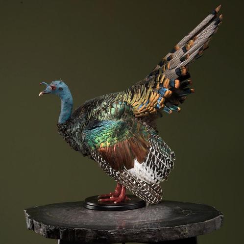 Pauwkalkoen Taxidermie Opgezette Dieren By Max, Verzamelen, Dierenverzamelingen, Opgezet dier, Nieuw, Vogel, Ophalen of Verzenden
