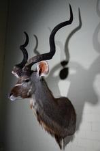 Greater Kudu Shoulder-mount - Schedel - Tragelaphus, Nieuw