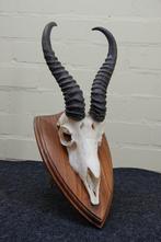 Springbok Schedel - Antidorcas marsupialis - 0 cm - 0 cm - 0, Verzamelen, Dierenverzamelingen, Nieuw