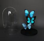 Vlinder Taxidermie volledige montage - Morpho menelaus,