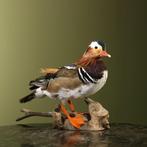 Mandarijneend Taxidermie Opgezette Dieren By Max, Ophalen of Verzenden, Opgezet dier