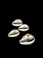 set van 4 Cypraea Zeeschelp - Monetaria moneta ou Cypraea, Verzamelen, Nieuw