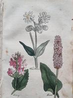 Sir John Hill (1714/ 1775) - Lot. of 12 sheets- The Family, Antiek en Kunst