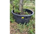 Quercus Ilex Meerstammig - Sierboom, Tuin en Terras, Planten | Bomen