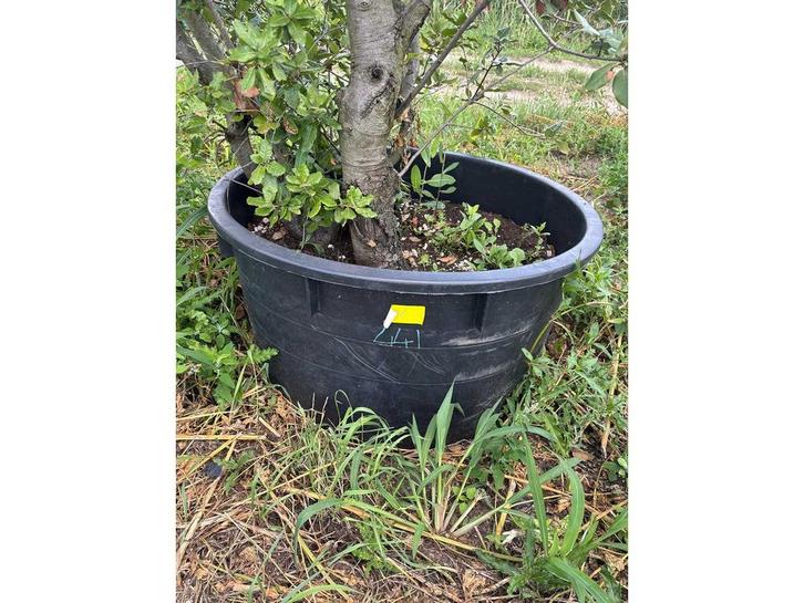 Quercus Ilex Meerstammig - Sierboom, Tuin en Terras, Planten | Bomen