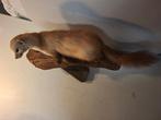 steenmarter Taxidermie volledige montage - Martes foina - 35, Nieuw
