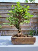 Japanese iep bonsai (Zelkova) - Hoogte (boom): 16 cm -, Antiek en Kunst