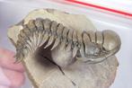 Trilobite - Carapace fossilisée - Crotalocephalus gibbus -