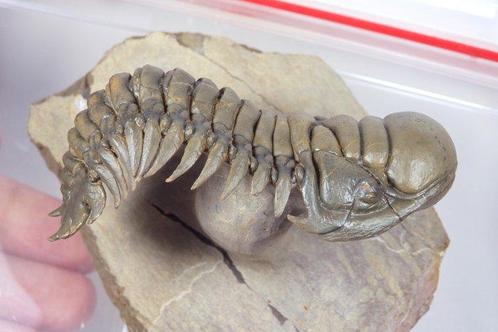 Trilobite - Carapace fossilisée - Crotalocephalus gibbus -, Verzamelen, Mineralen en Fossielen