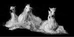 Atrayoux - Collection Black and wild - Les chevaux de