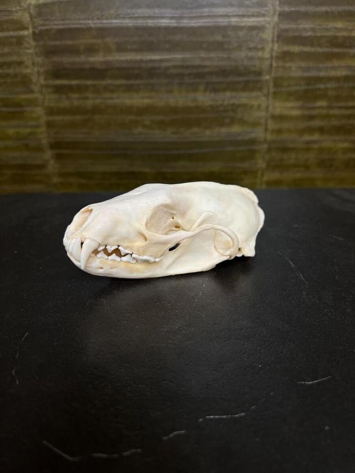 Vismarter Schedel Taxidermie Opgezette Dieren By Max, Verzamelen, Dierenverzamelingen, Opgezet dier, Nieuw, Wild dier, Ophalen of Verzenden