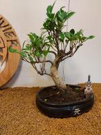 Bonsaï Figuier (Ficus) - Hauteur (arbre) : 33 cm -
