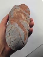 Oviraptor - Gefossiliseerde schelp - 21 cm, Verzamelen, Mineralen en Fossielen