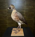 Vogel Taxidermie Opgezette Dieren By Max