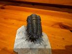 Trilobiet - Gefossiliseerd dier - 7 cm