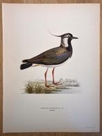 Von Wright brothers & Bror Halberg - Northern lapwing