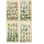 James  Sowerby - Set of 4 antique botanical illustrations -, Antiek en Kunst