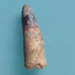 Dinosaurus - Fossiele tand - Spinosaurus aegyptiacus - 60 mm, Verzamelen