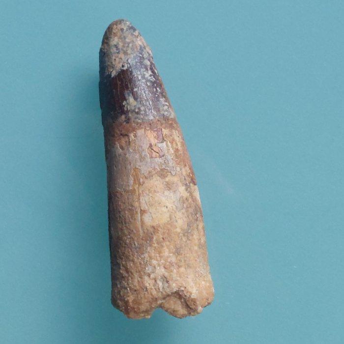 Dinosaurus - Fossiele tand - Spinosaurus aegyptiacus - 60 mm, Verzamelen, Mineralen en Fossielen