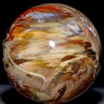 Gepolijste fossiele houtbol - Topkwaliteit collectie, Verzamelen, Mineralen en Fossielen