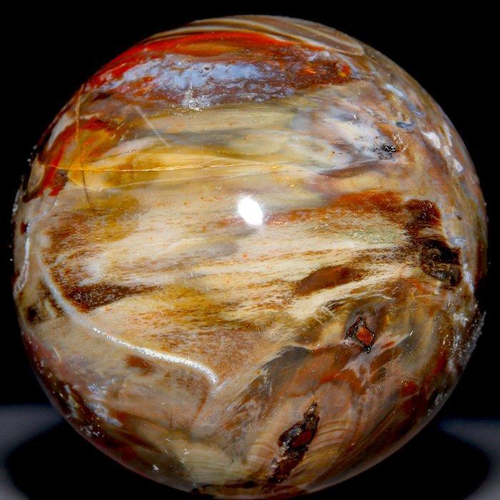 Gepolijste fossiele houtbol - Topkwaliteit collectie, Verzamelen, Mineralen en Fossielen