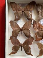 Papillon de nuit Support de corps entier pour taxidermie -, Collections