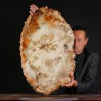 Grote fossiele snede van versteende hout - Hoogte: 740 mm -, Verzamelen, Mineralen en Fossielen