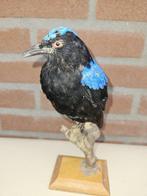 Indische blauwrug Taxidermie volledige montage - Irena, Verzamelen, Nieuw