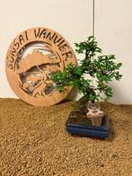 Japanese iep bonsai (Zelkova) - Hoogte (boom): 28 cm -