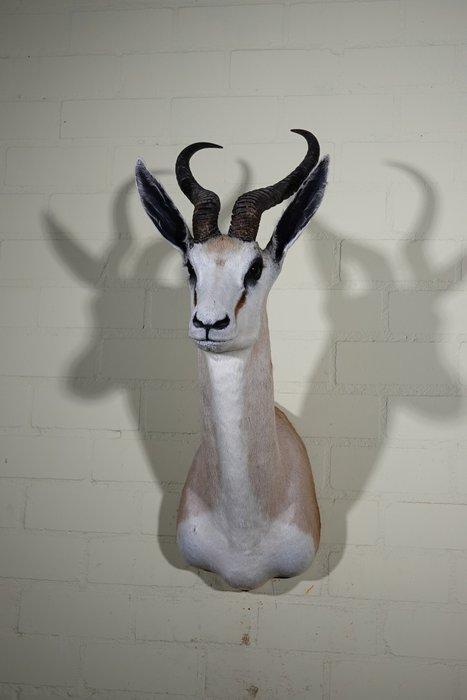 South African Springbok Taxidermie wandmontage - Antidorcas, Collections, Collections Animaux