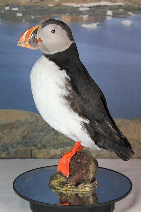 Macareux moine Support de corps entier pour taxidermie -, Verzamelen, Dierenverzamelingen
