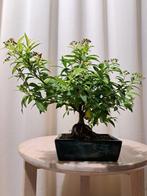 Bonsaï de Spiraea japonica dans une belle coupe à bonsaï. -