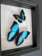 Papillon Support de corps entier pour taxidermie -, Nieuw