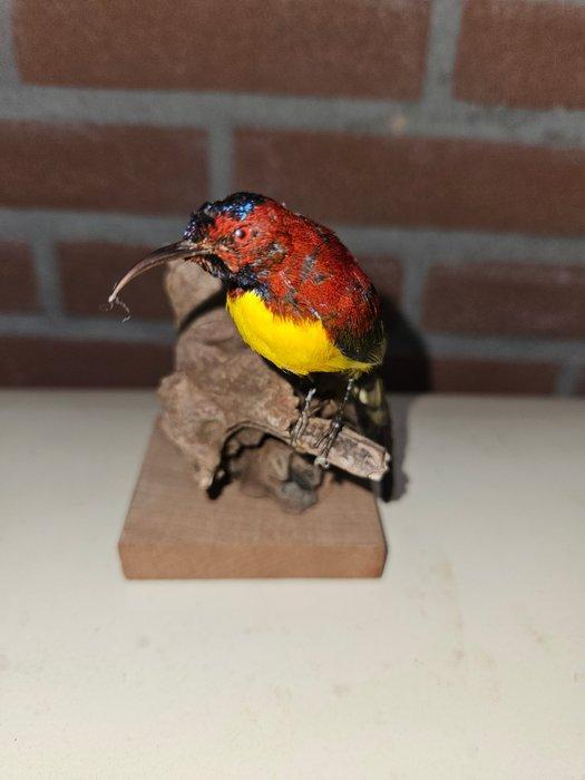Goulds honingzuiger Taxidermie volledige montage - Aethopyga, Verzamelen, Dierenverzamelingen