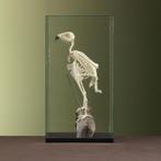Giervalk Skelet Taxidermie Opgezette Dieren By Max, Verzamelen, Dierenverzamelingen, Ophalen of Verzenden, Nieuw, Vogel, Opgezet dier