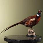 Fazant Taxidermie Opgezette Dieren By Max, Ophalen of Verzenden, Nieuw, Vogel, Opgezet dier