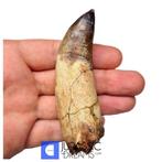 Museumkwaliteit Volledig gewortelde Sarcosuchus imperator