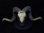 Hawaian Sheep Skull with large curled horns Bot - Ovis aries, Nieuw