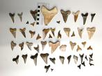 Haai - Fossiele tand - Megalodon, Verzamelen, Mineralen en Fossielen